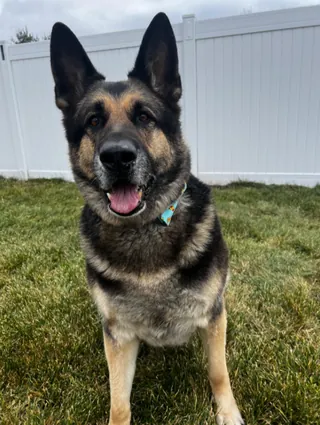 The German shepherd behind the Jax's Suds Club logo, wearing a blue bandana, sitting on the grass